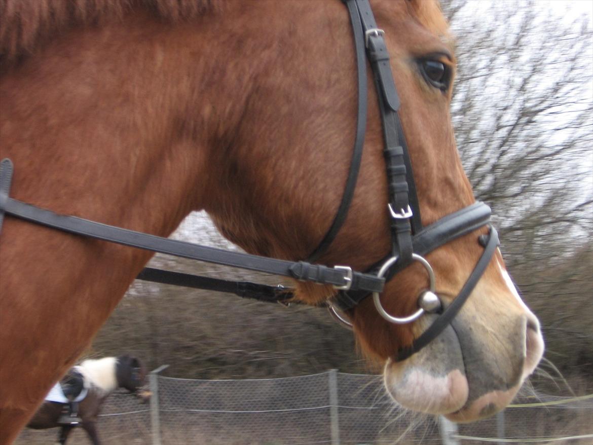 Anden særlig race WhiteSocks - jeg sys det var et fedt billed, ok? billede 17