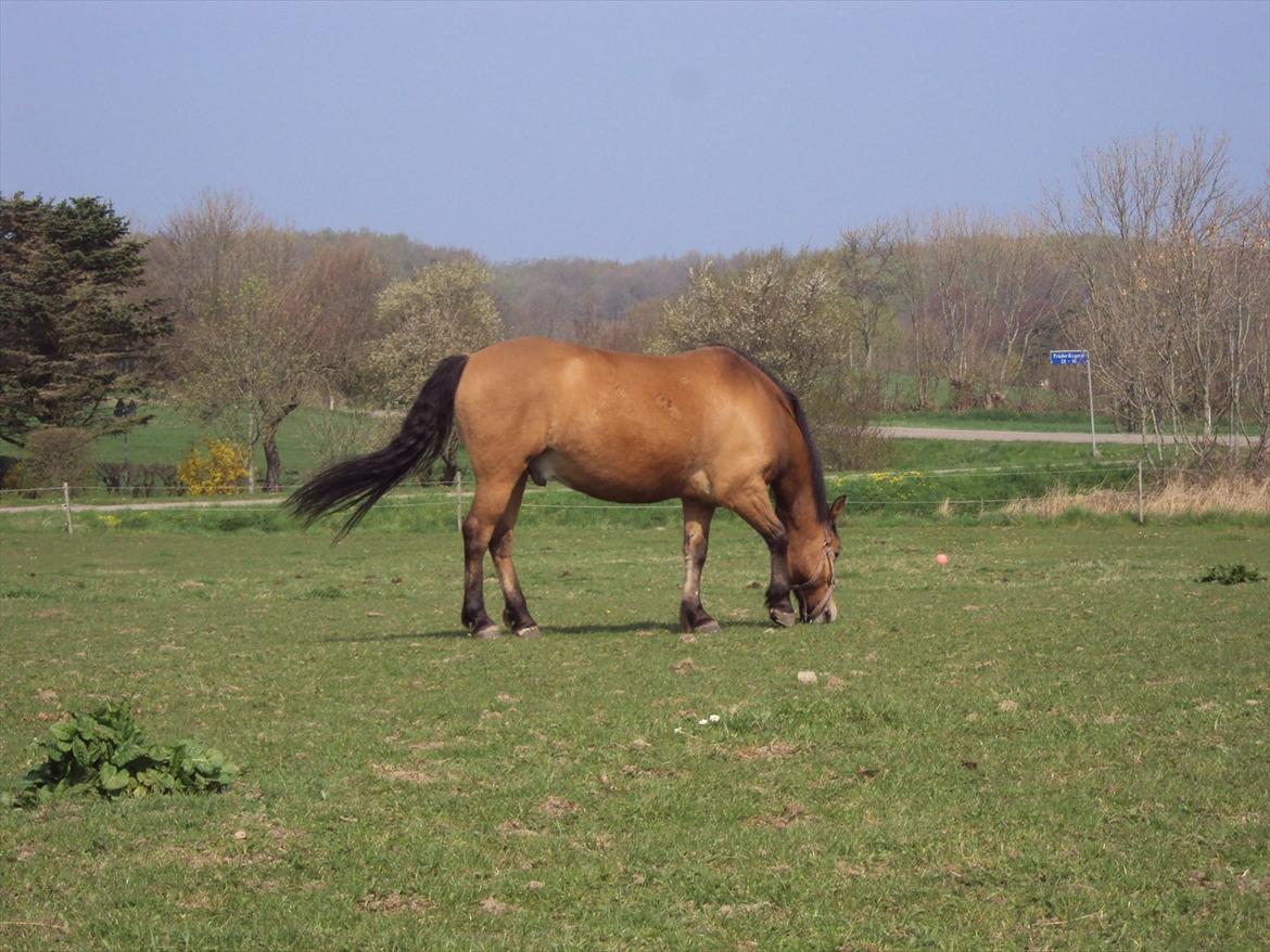 Anden særlig race Siljan - Mm lækkert græs :) billede 1