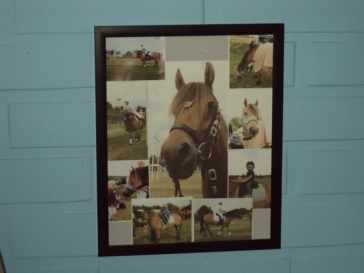 Anden særlig race Siljan billede 2