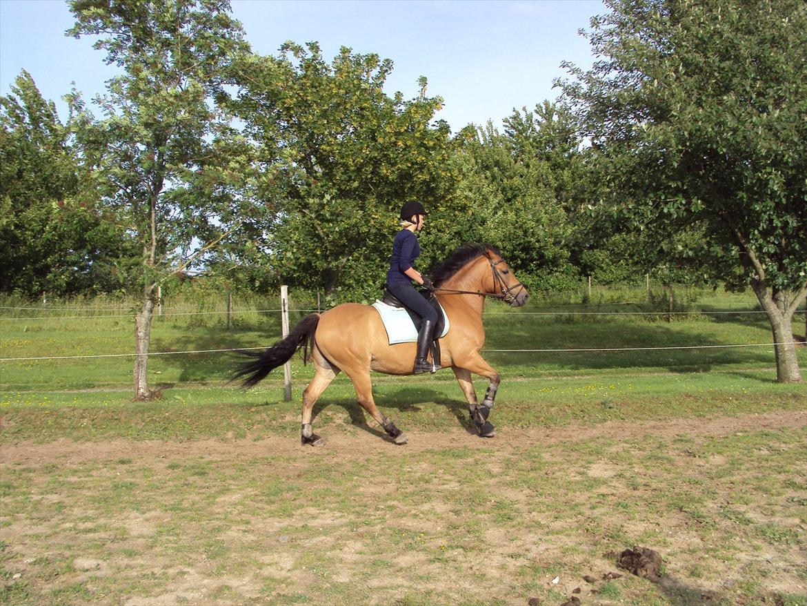 Anden særlig race Siljan billede 3