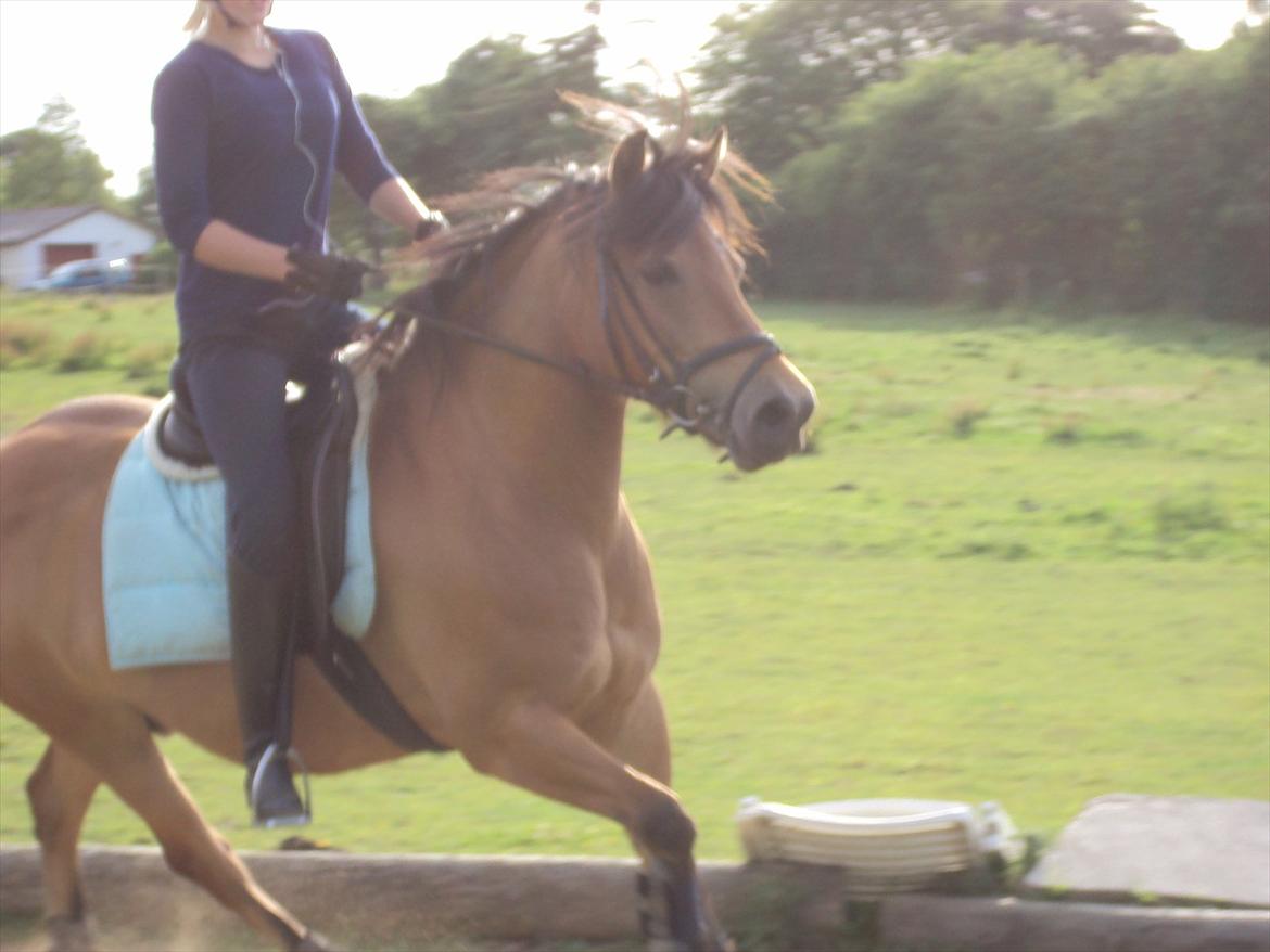 Anden særlig race Siljan billede 4