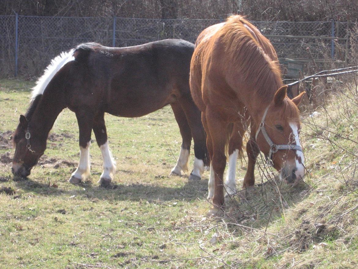 Anden særlig race WhiteSocks - han græsser lidt med Tamra (-: billede 18