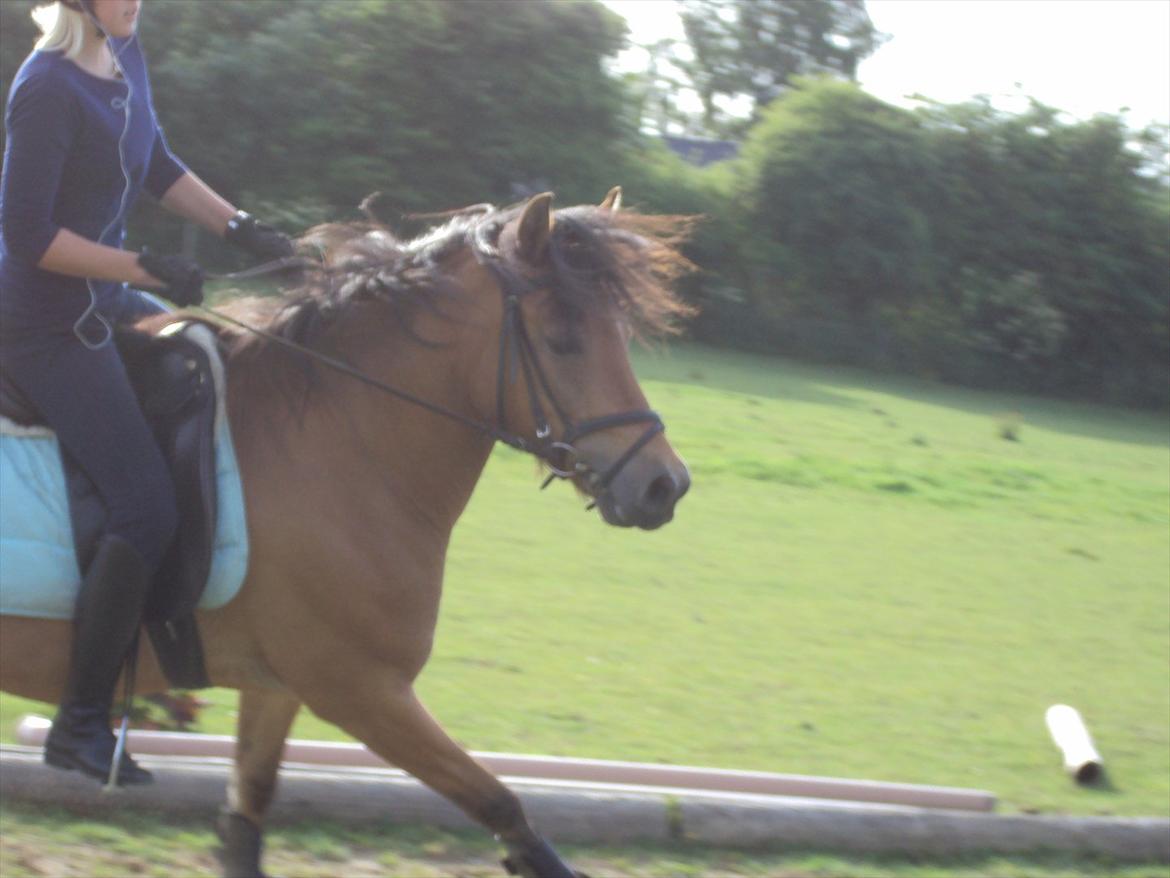 Anden særlig race Siljan billede 5
