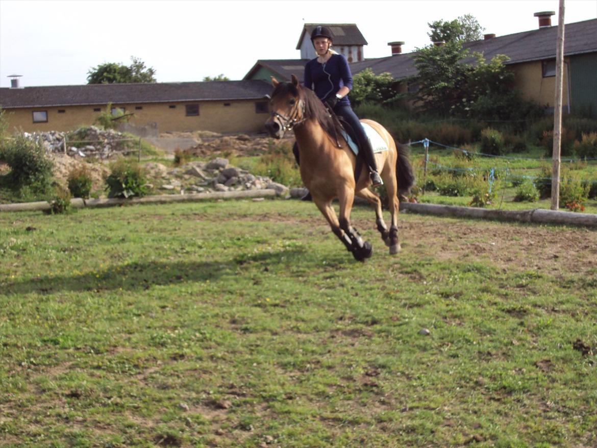 Anden særlig race Siljan billede 6