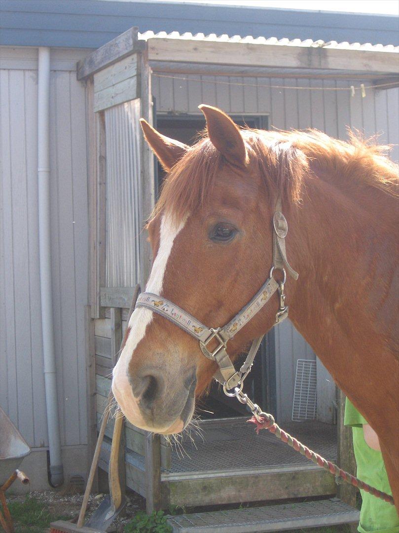 Anden særlig race WhiteSocks - kønt billed! billede 19