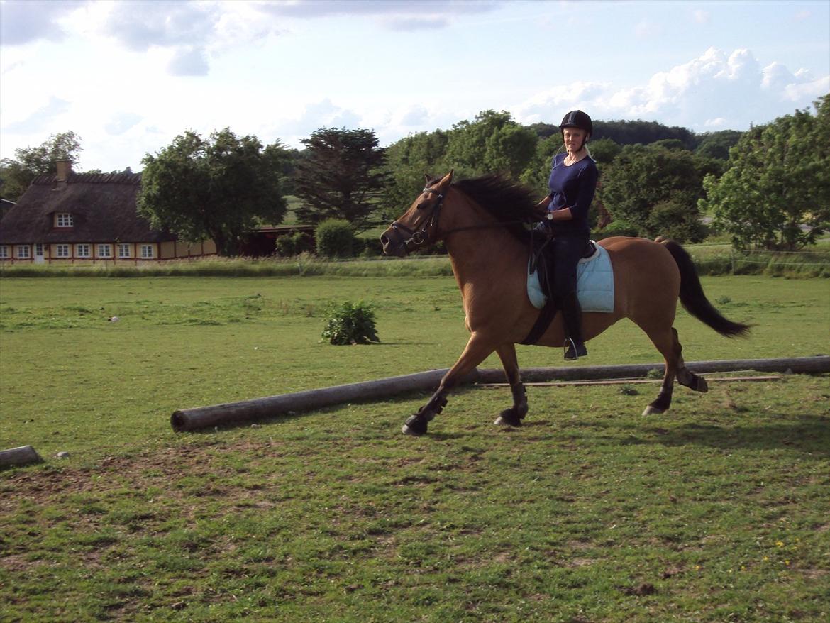 Anden særlig race Siljan billede 7