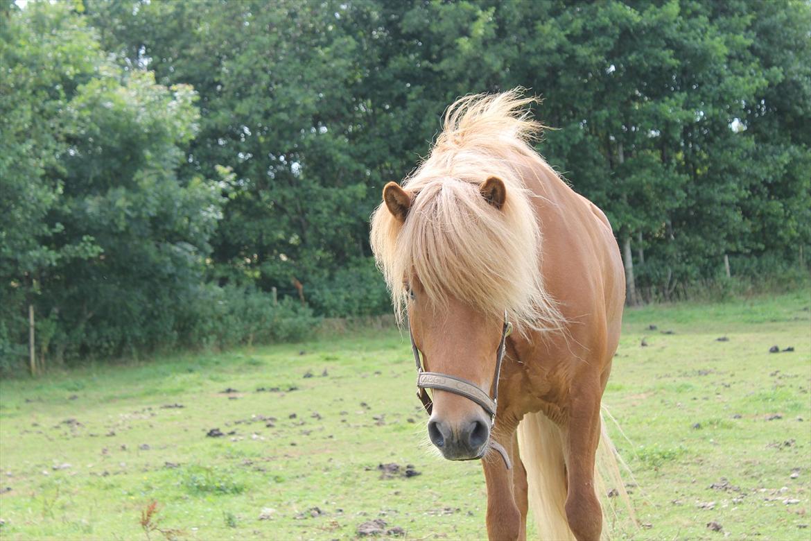Islænder Torfi fra Ulstrup billede 11