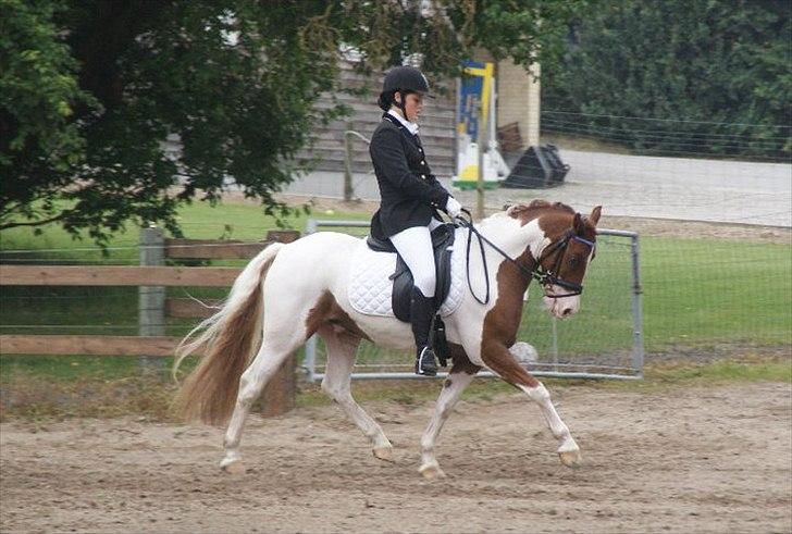 Anden særlig race Little sky (Solgt) - Opvarmning til landstævne i aags :-*  billede 11