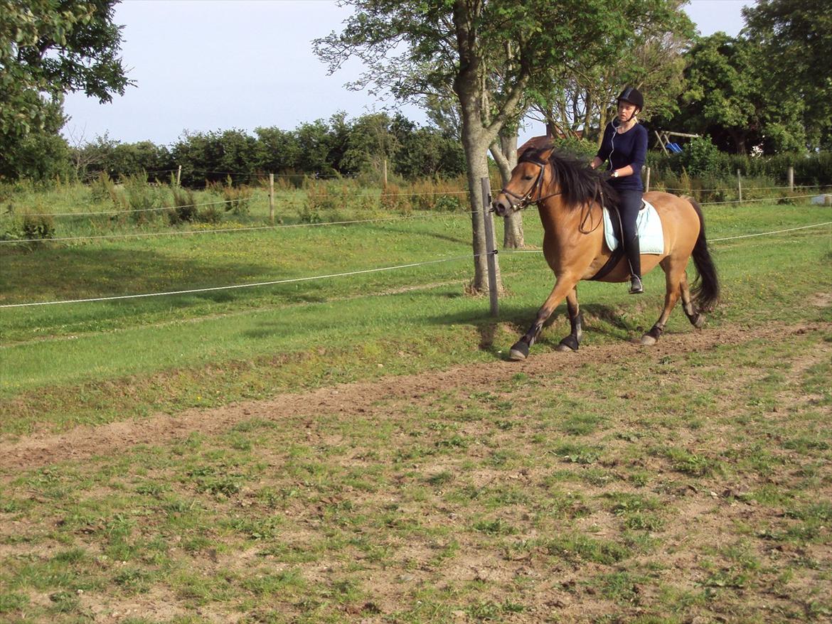 Anden særlig race Siljan billede 9