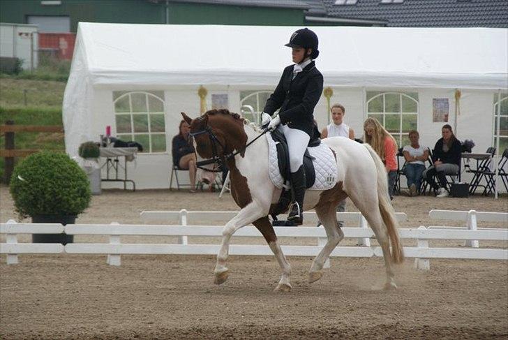 Anden særlig race Little sky (Solgt) billede 12