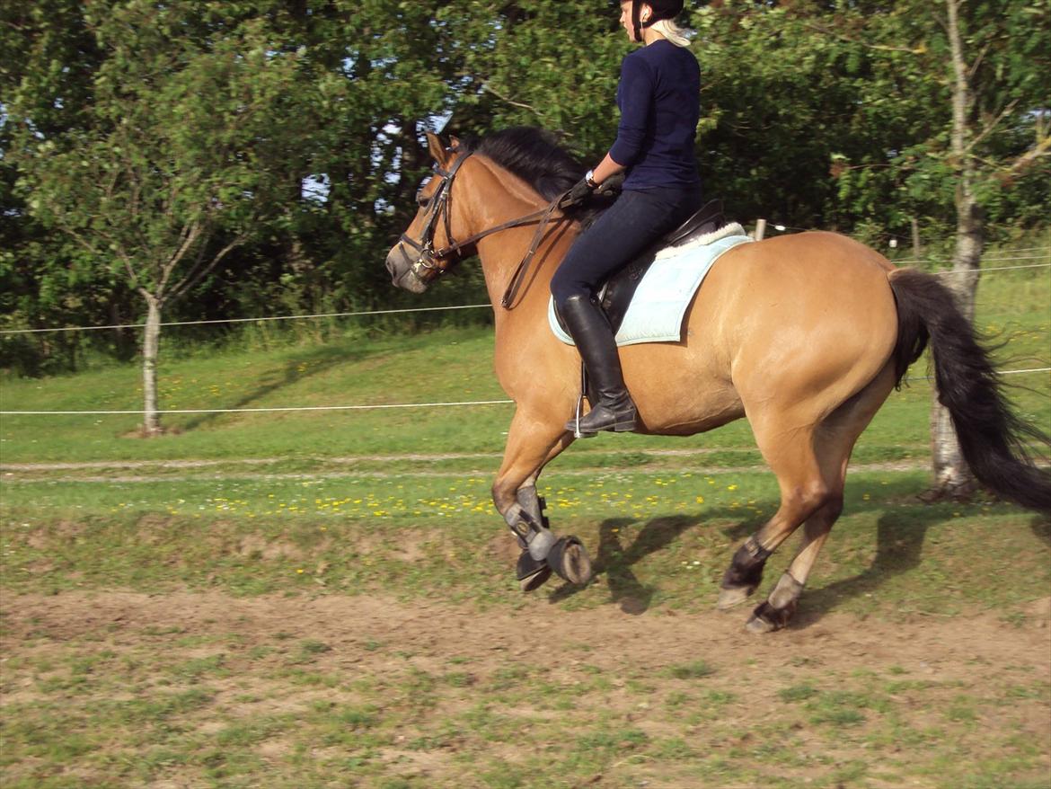 Anden særlig race Siljan billede 10