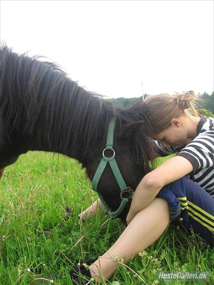 Shetlænder Magnum billede 7