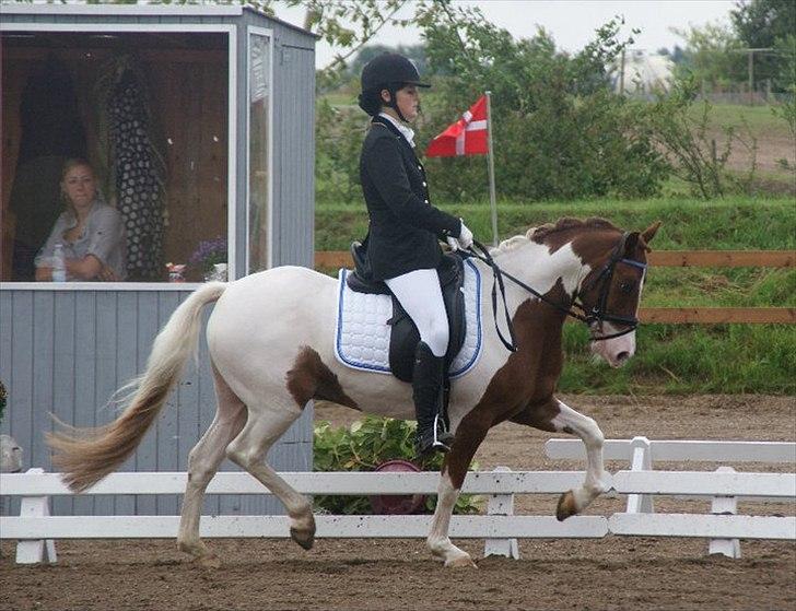 Anden særlig race Little sky (Solgt) - Landstævne i aags :-* billede 13