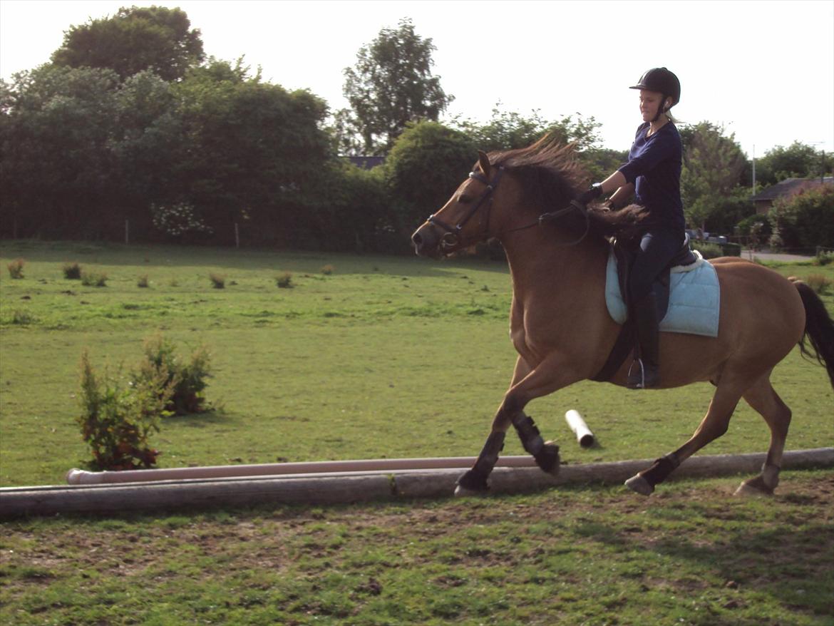 Anden særlig race Siljan billede 11