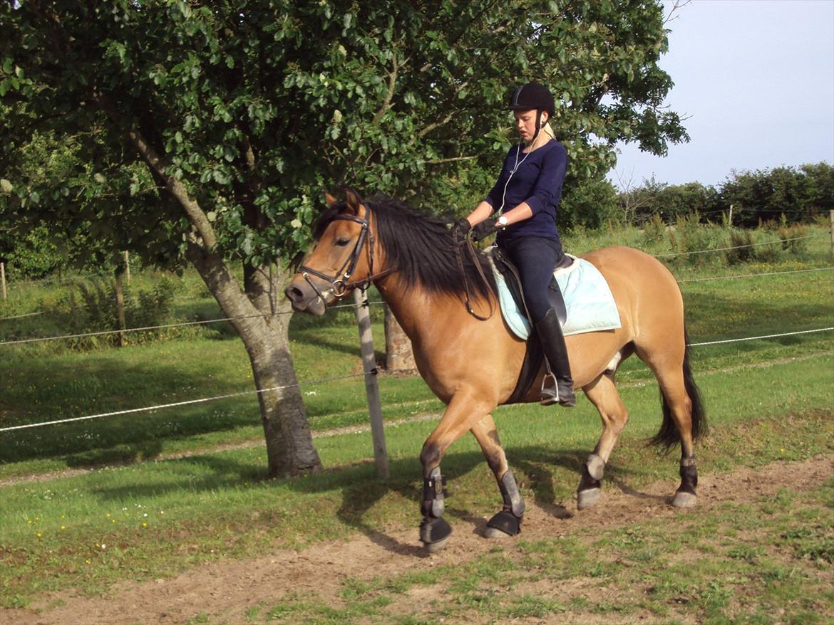 Anden særlig race Siljan billede 12