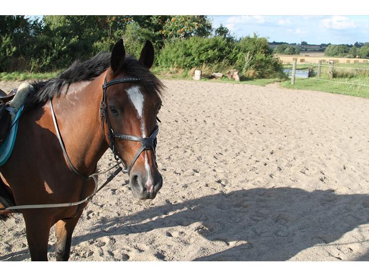 {{currentPhoto.altText}} billede {{currentPhoto.number}}