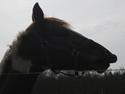 Anden særlig race Fiona