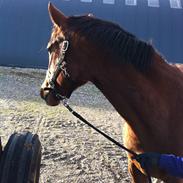 Palomino Charming Miss - Behaving