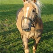 Haflinger Wonder Van de Beekpieper