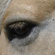 Fjordhest ¤_¤ Arkibald <3