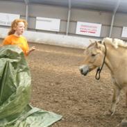 Fjordhest ¤_¤ Arkibald <3