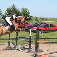 Haflinger Anzit Rundhøj