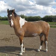 Pinto Leonardo DiCaprio 'Leo'