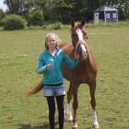 New Forest Bastiaan [Stjernen]<3