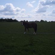 New Forest Bastiaan [Stjernen]<3