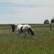 Anden særlig race Winnetou.