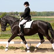 Dansk Varmblod Diana Royal