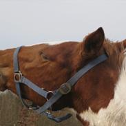 Anden særlig race Fiona