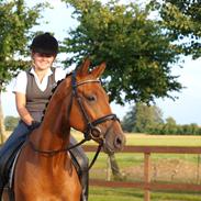 Dansk Varmblod Dama's