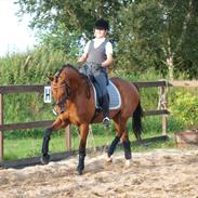 Dansk Varmblod Dama's