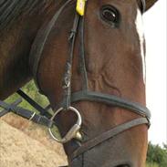 Anden særlig race Bella