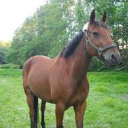 Anden særlig race Hot Moon