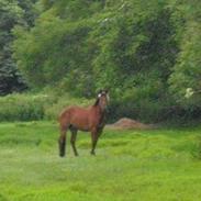 Anden særlig race Hot Moon