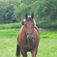 Anden særlig race Hot Moon