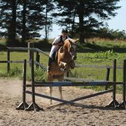 Haflinger Anzit Rundhøj