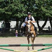 Haflinger Anzit Rundhøj