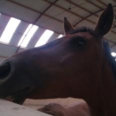 Palomino Charming Miss - Behaving