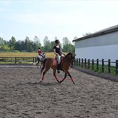 Anden særlig race Sir Anthony