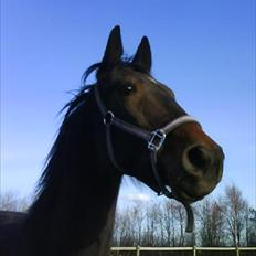 Traver Harley r.i.p min skat