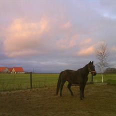 Traver Harley r.i.p min skat