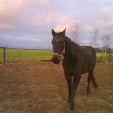 Traver Harley r.i.p min skat