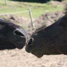 Islænder Geysir f Løkkegaard•Geyler•