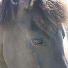 Islænder Geysir f Løkkegaard•Geyler•