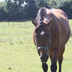 Dansk Varmblod Aladdin M.M •Ladde•