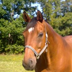 Dansk Varmblod Aladdin M.M •Ladde•