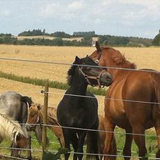 Connemara Pato (PART S Ø GES)